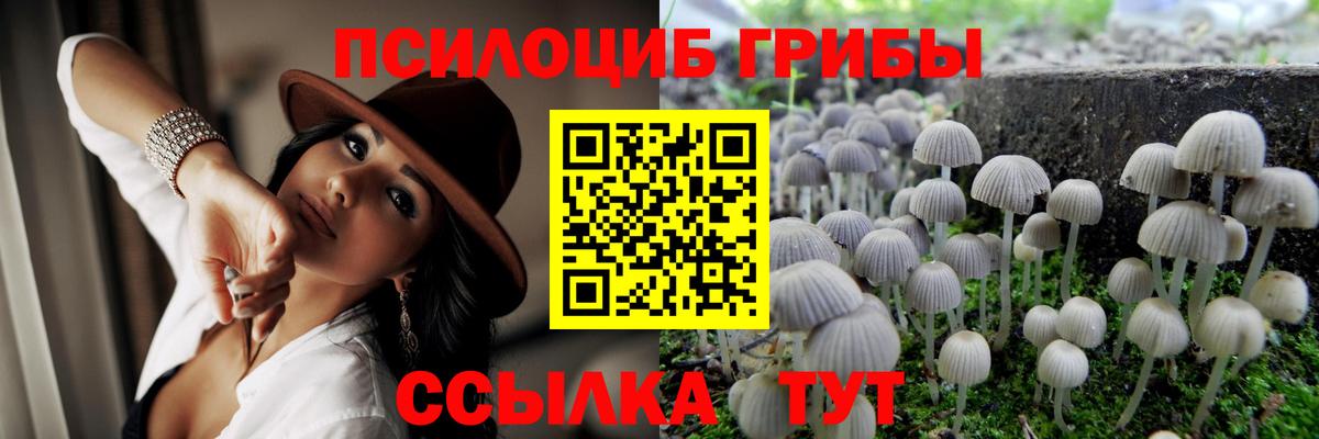 Псилоцибиновые грибы Psilocybine cubensis Губкинский